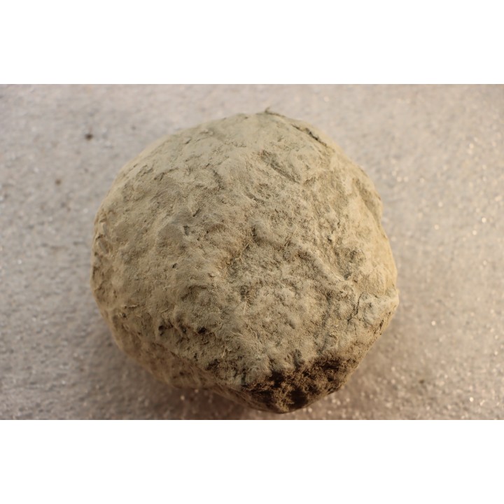 Nodule d'HOPLITE à dégager - albien moyen - ancienne carrière Courcelles - Aube - France