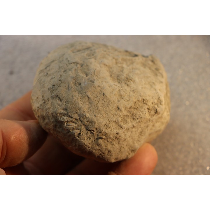 Nodule d'HOPLITE à dégager - albien moyen - ancienne carrière Courcelles - Aube - France