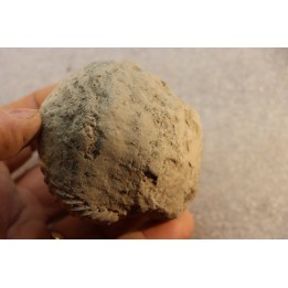 Nodule d'HOPLITE à dégager - albien moyen - ancienne carrière Courcelles - Aube - France