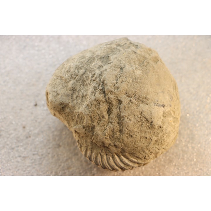 Unprepared Hoplite -  - albian - old quarry Courcelles - Aube - France
