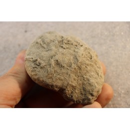 Unprepared Hoplite -  - albian - old quarry Courcelles - Aube - France