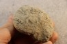 Nodule d'HOPLITE à dégager - albien moyen - ancienne carrière Courcelles - Aube - France