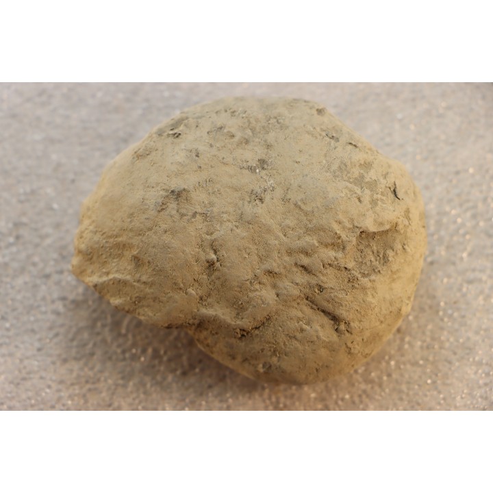 Unprepared Hoplite -  - albian - old quarry Courcelles - Aube - France