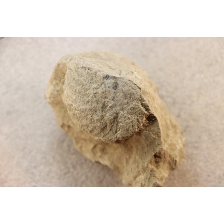 Nodule d'HOPLITE à dégager - albien moyen - ancienne carrière Courcelles - Aube - France