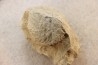 Unprepared Hoplite -  - albian - old quarry Courcelles - Aube - France