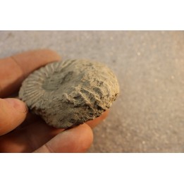 Unprepared Hoplite -  - albian - old quarry Courcelles - Aube - France