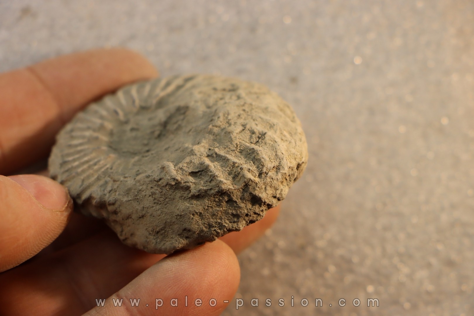 Unprepared Hoplite - - albian - old quarry Courcelles - Aube - France
