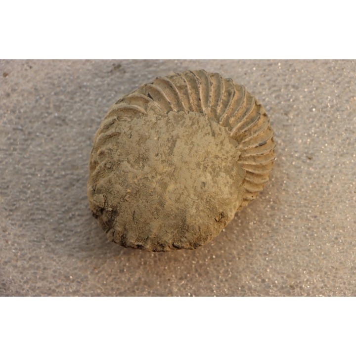 Unprepared Hoplite -  - albian - old quarry Courcelles - Aube - France