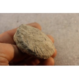 Nodule d'HOPLITE à dégager - albien moyen - ancienne carrière Courcelles - Aube - France