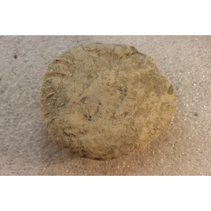 Nodule d'HOPLITE à dégager - albien moyen - ancienne carrière Courcelles - Aube - France
