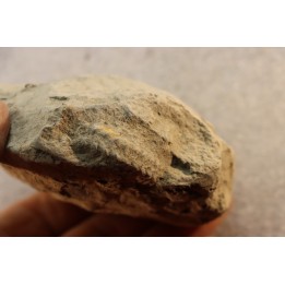 Unprepared Hoplite -  - albian - old quarry Courcelles - Aube - France