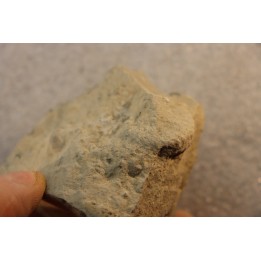 Nodule d'HOPLITE à dégager - albien moyen - ancienne carrière Courcelles - Aube - France