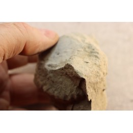 Nodule d'HOPLITE à dégager - albien moyen - ancienne carrière Courcelles - Aube - France
