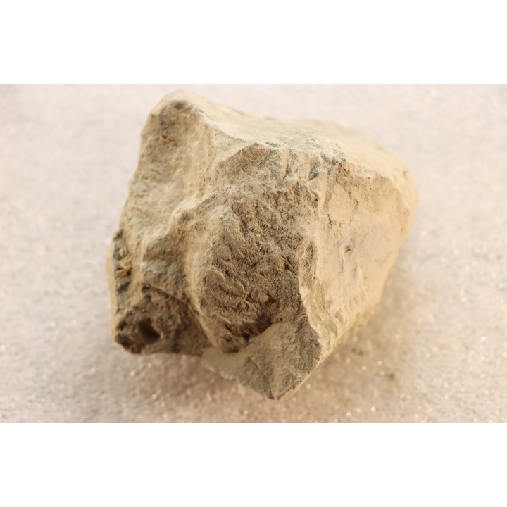 Unprepared Hoplite -  - albian - old quarry Courcelles - Aube - France