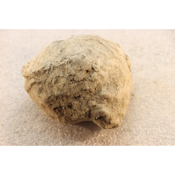 Unprepared Hoplite -  - albian - old quarry Courcelles - Aube - France