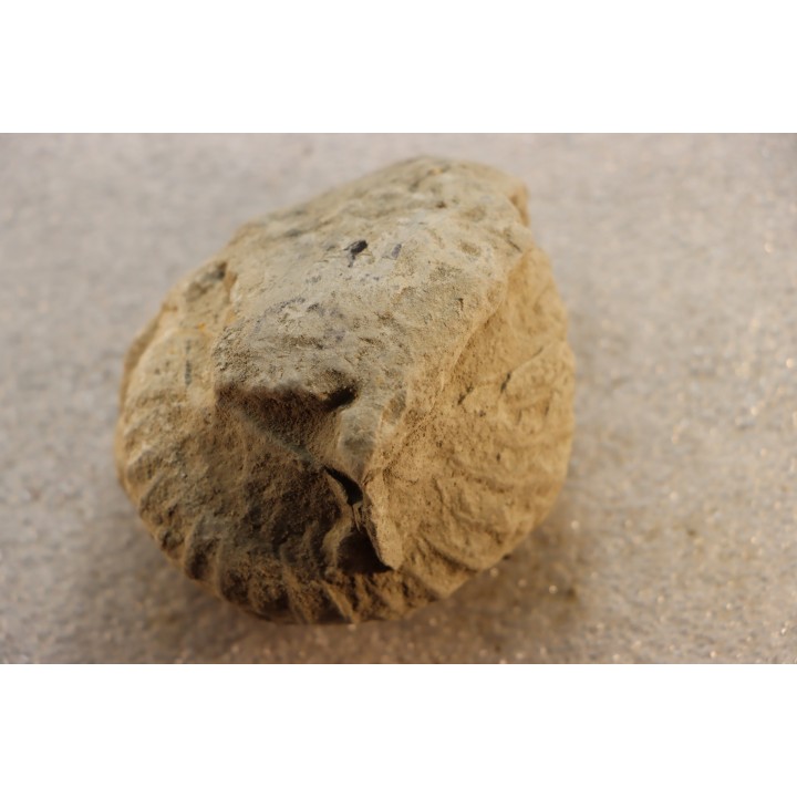 Nodule d'HOPLITE à dégager - albien moyen - ancienne carrière Courcelles - Aube - France