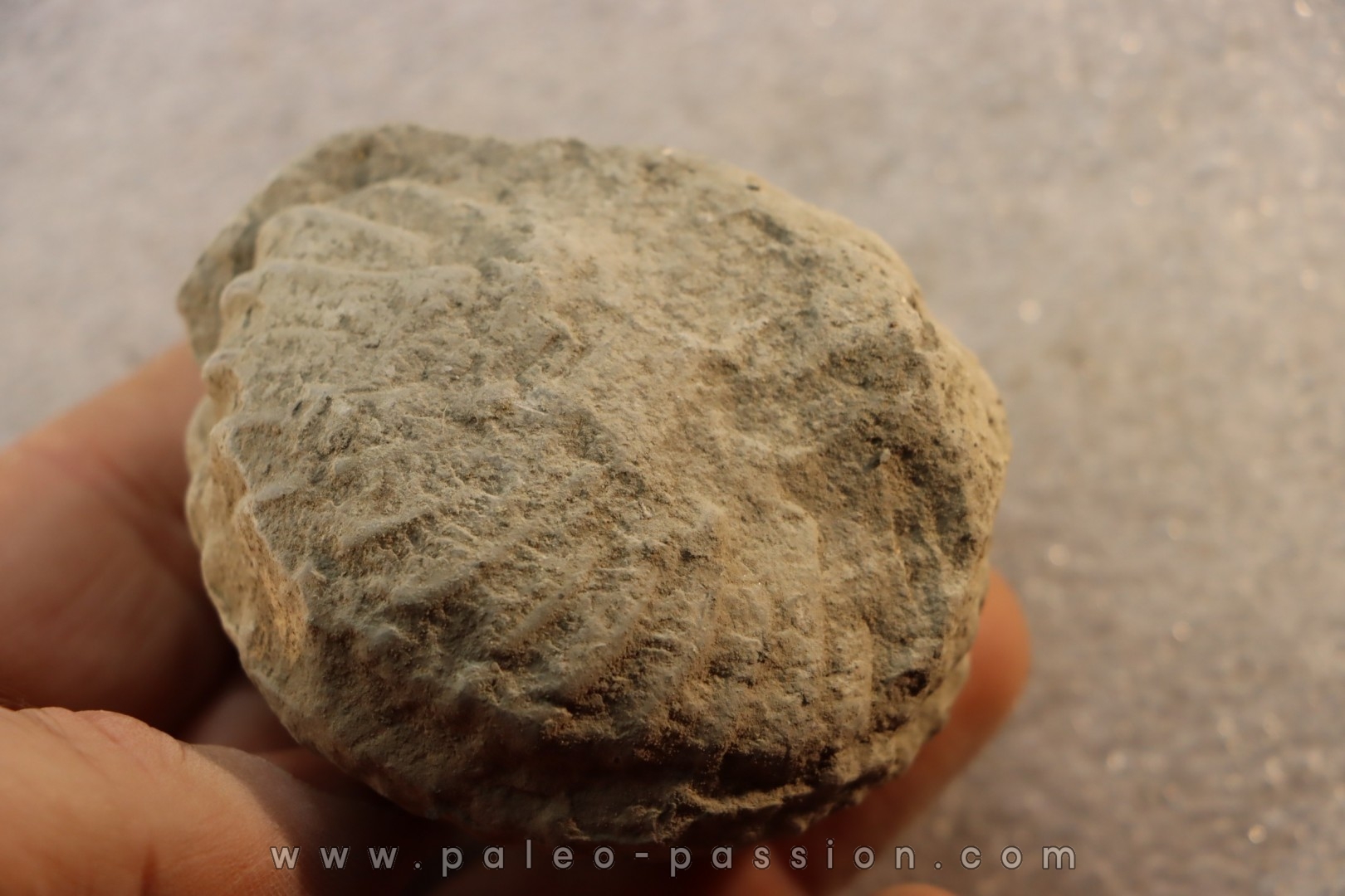 Unprepared Hoplite - - albian - old quarry Courcelles - Aube - France