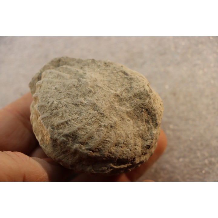 Unprepared Hoplite -  - albian - old quarry Courcelles - Aube - France