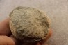 Unprepared Hoplite - - albian - old quarry Courcelles - Aube - France