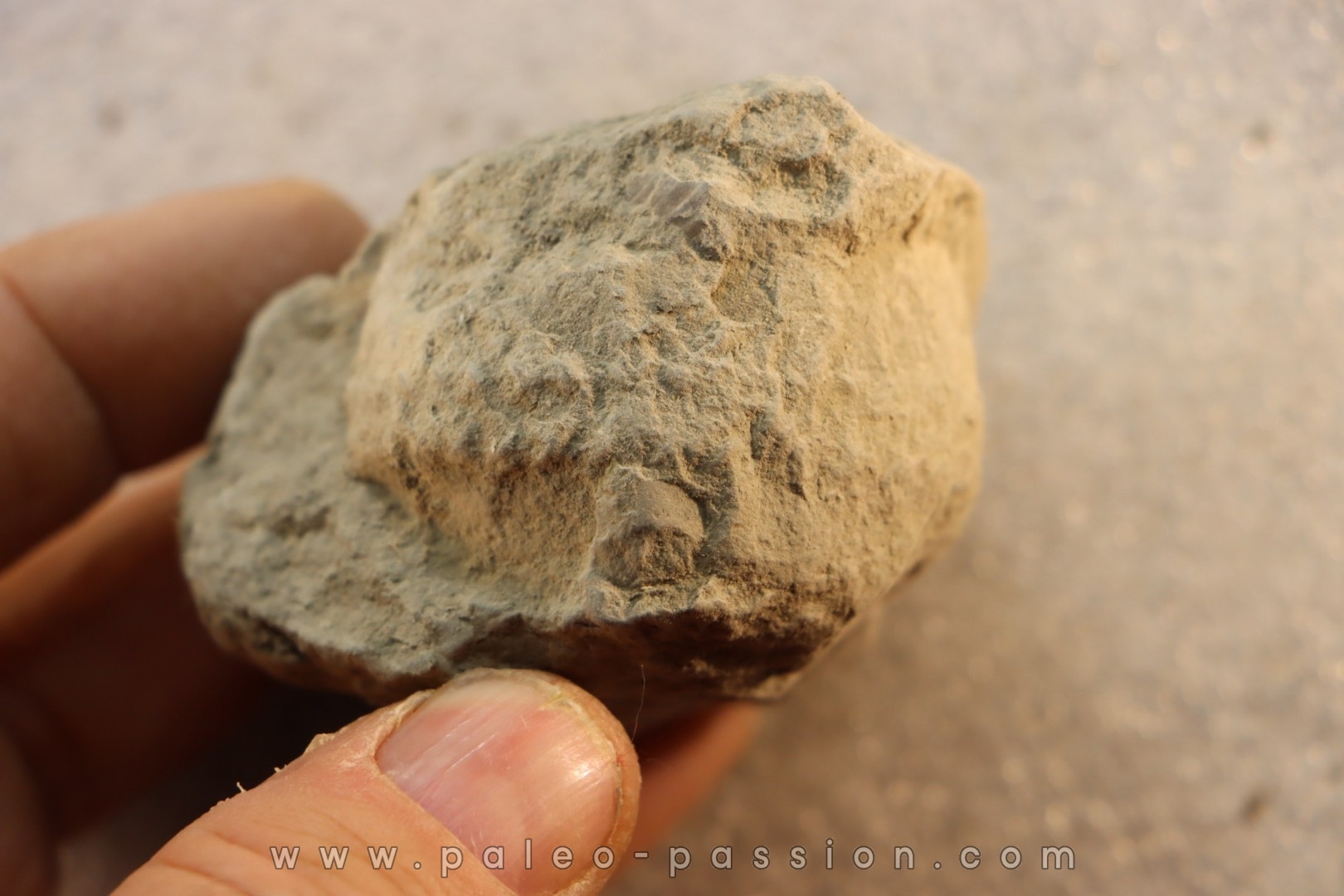 Unprepared Hoplite - - albian - old quarry Courcelles - Aube - France