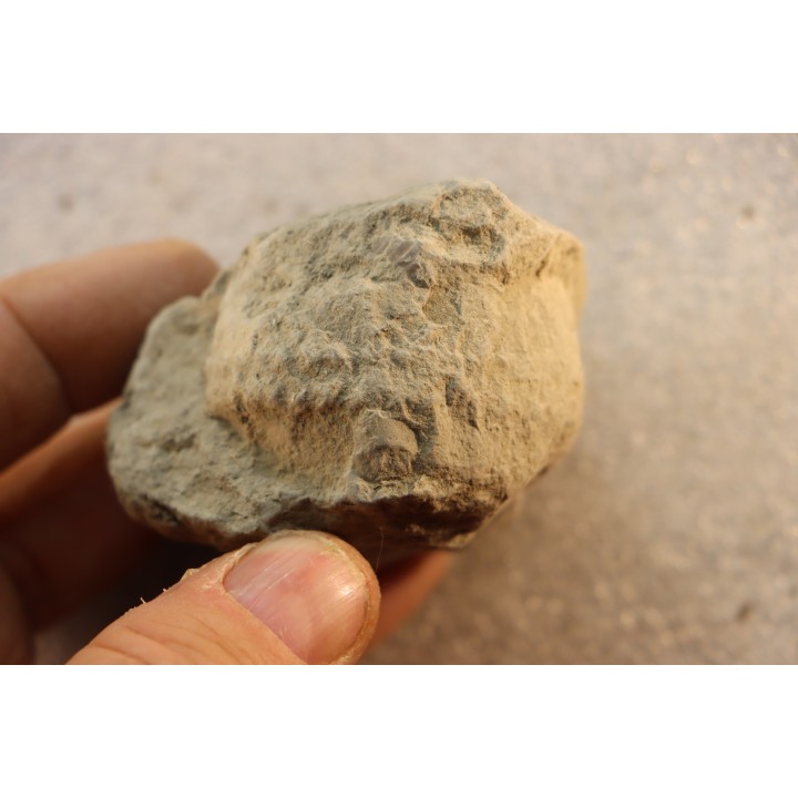 Unprepared Hoplite -  - albian - old quarry Courcelles - Aube - France