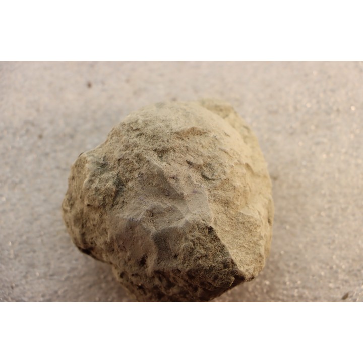 Unprepared Hoplite -  - albian - old quarry Courcelles - Aube - France