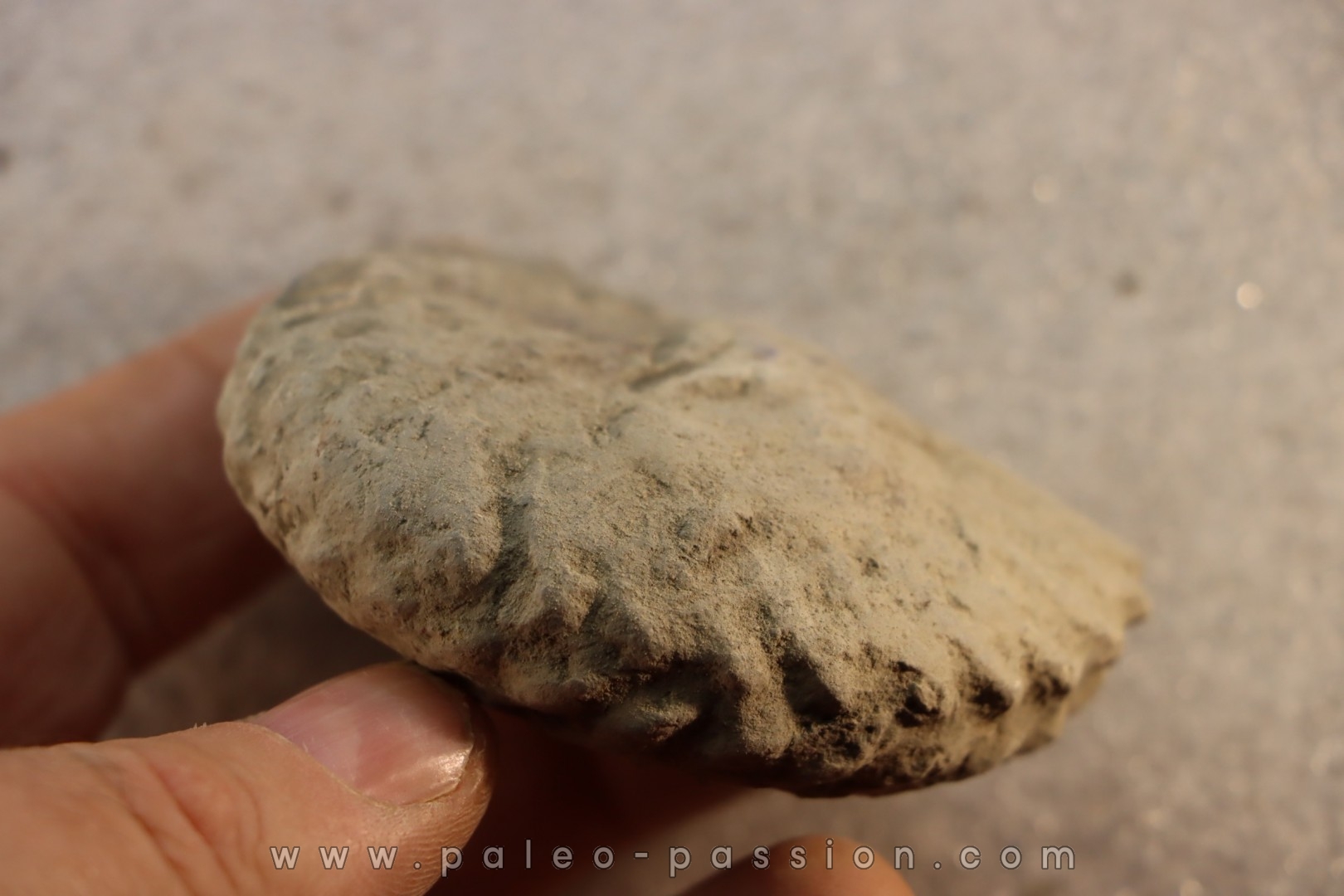 Unprepared Hoplite - - albian - old quarry Courcelles - Aube - France