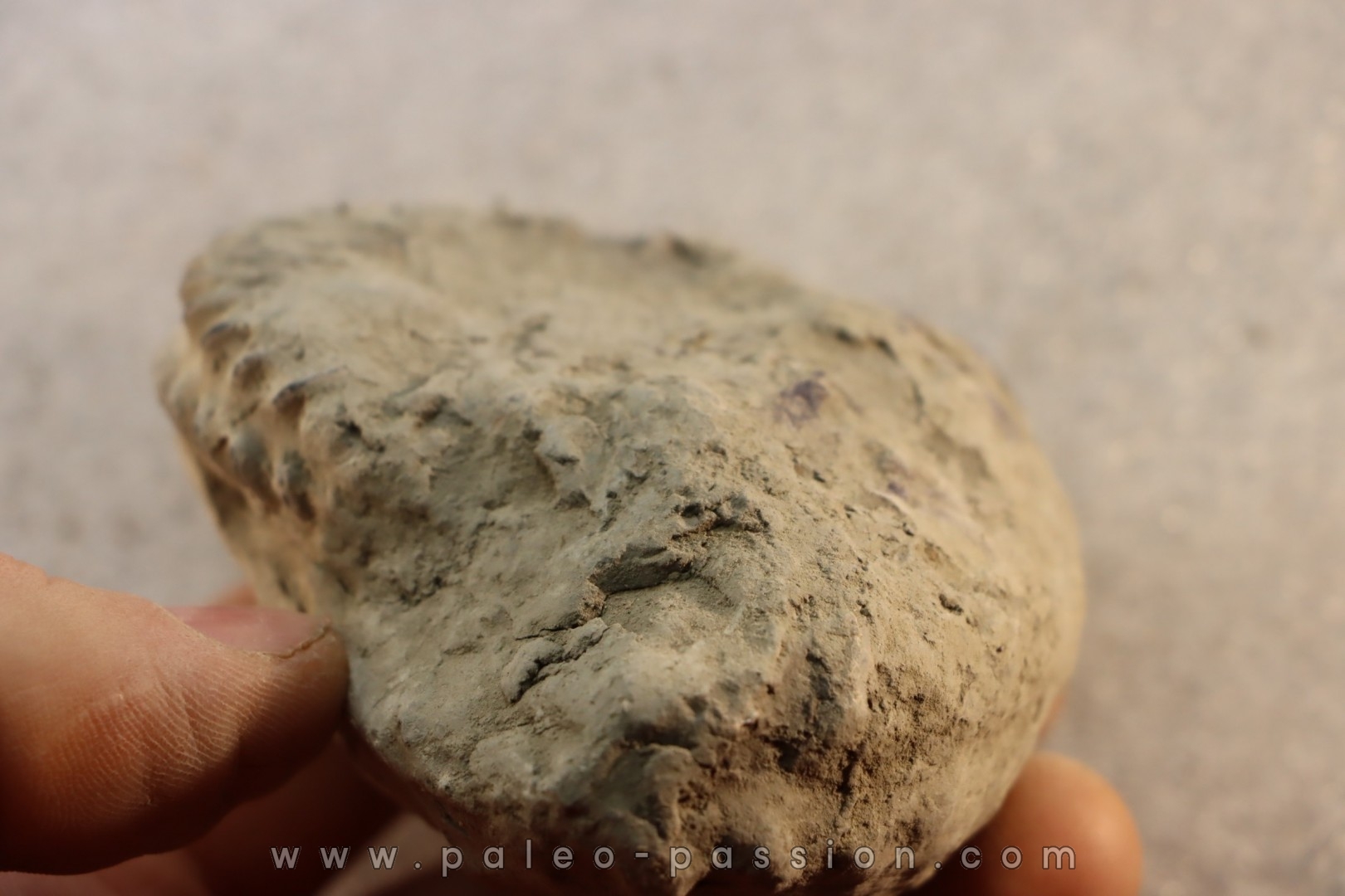 Unprepared Hoplite - - albian - old quarry Courcelles - Aube - France