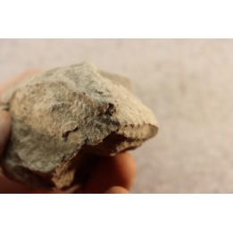 Unprepared Hoplite -  - albian - old quarry Courcelles - Aube - France
