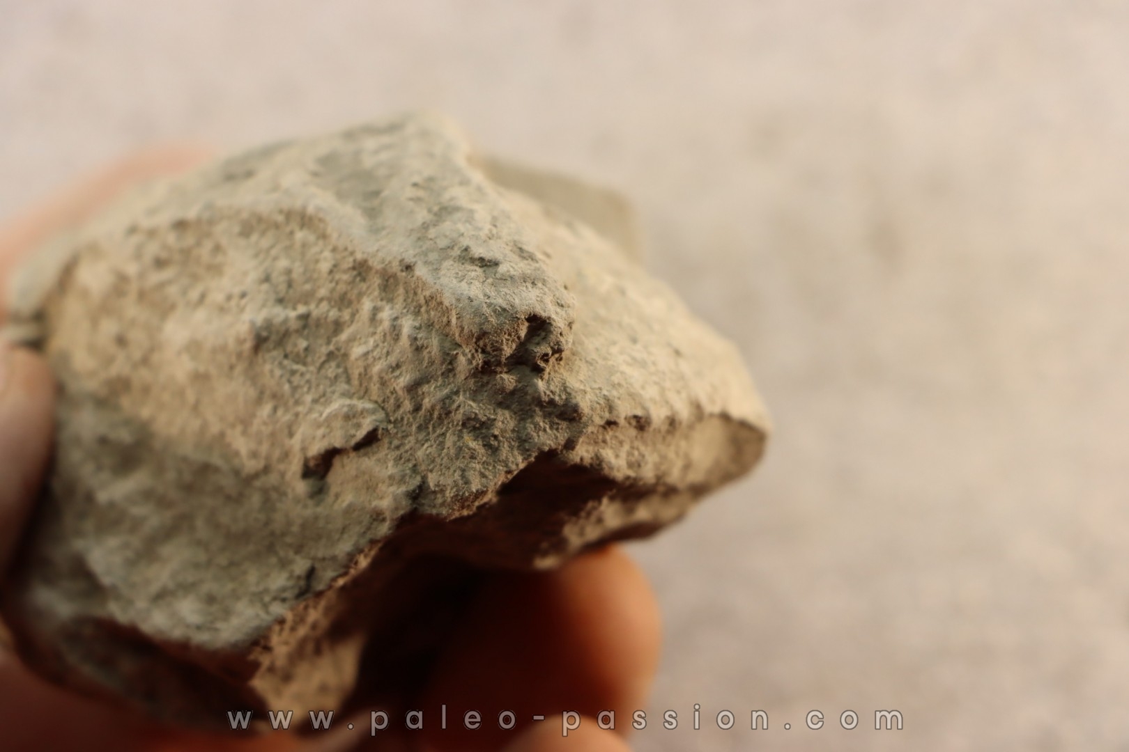 Unprepared Hoplite - - albian - old quarry Courcelles - Aube - France