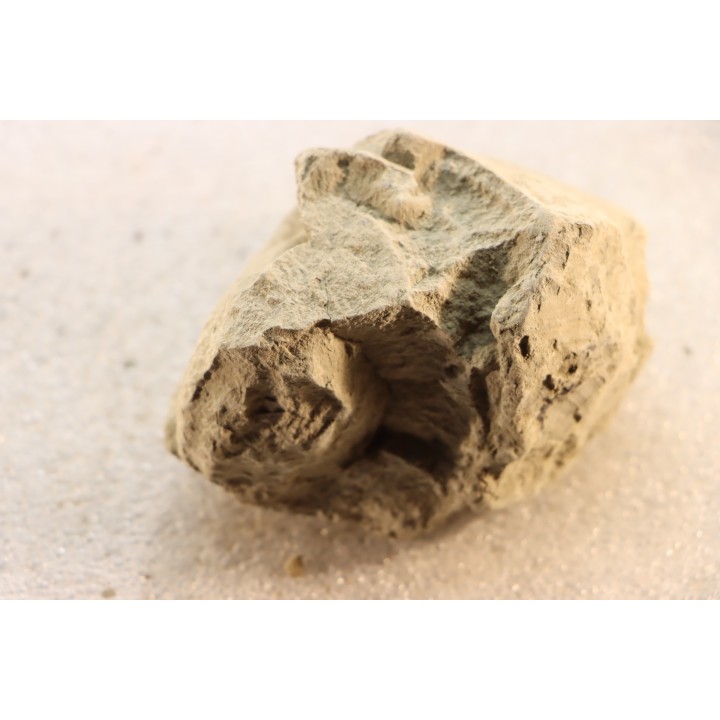 Unprepared Hoplite -  - albian - old quarry Courcelles - Aube - France