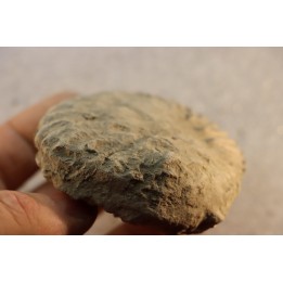 Nodule d'HOPLITE à dégager - albien moyen - ancienne carrière Courcelles - Aube - France