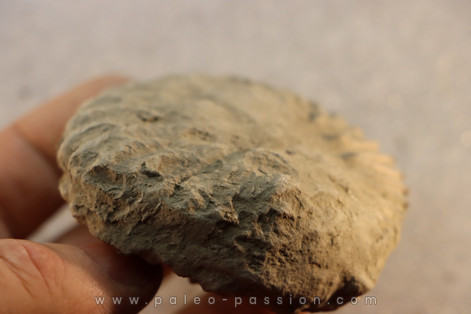 Unprepared Hoplite - - albian - old quarry Courcelles - Aube - France