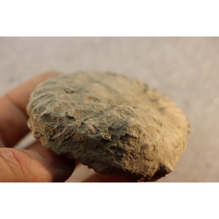 Nodule d'HOPLITE à dégager - albien moyen - ancienne carrière Courcelles - Aube - France