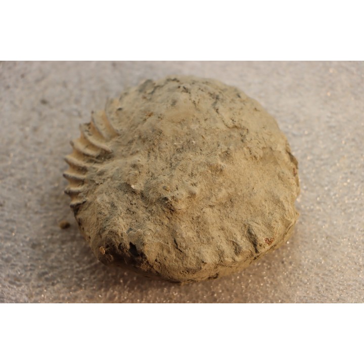 Nodule d'HOPLITE à dégager - albien moyen - ancienne carrière Courcelles - Aube - France