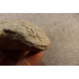 Nodule d'HOPLITE à dégager - albien moyen - ancienne carrière Courcelles - Aube - France