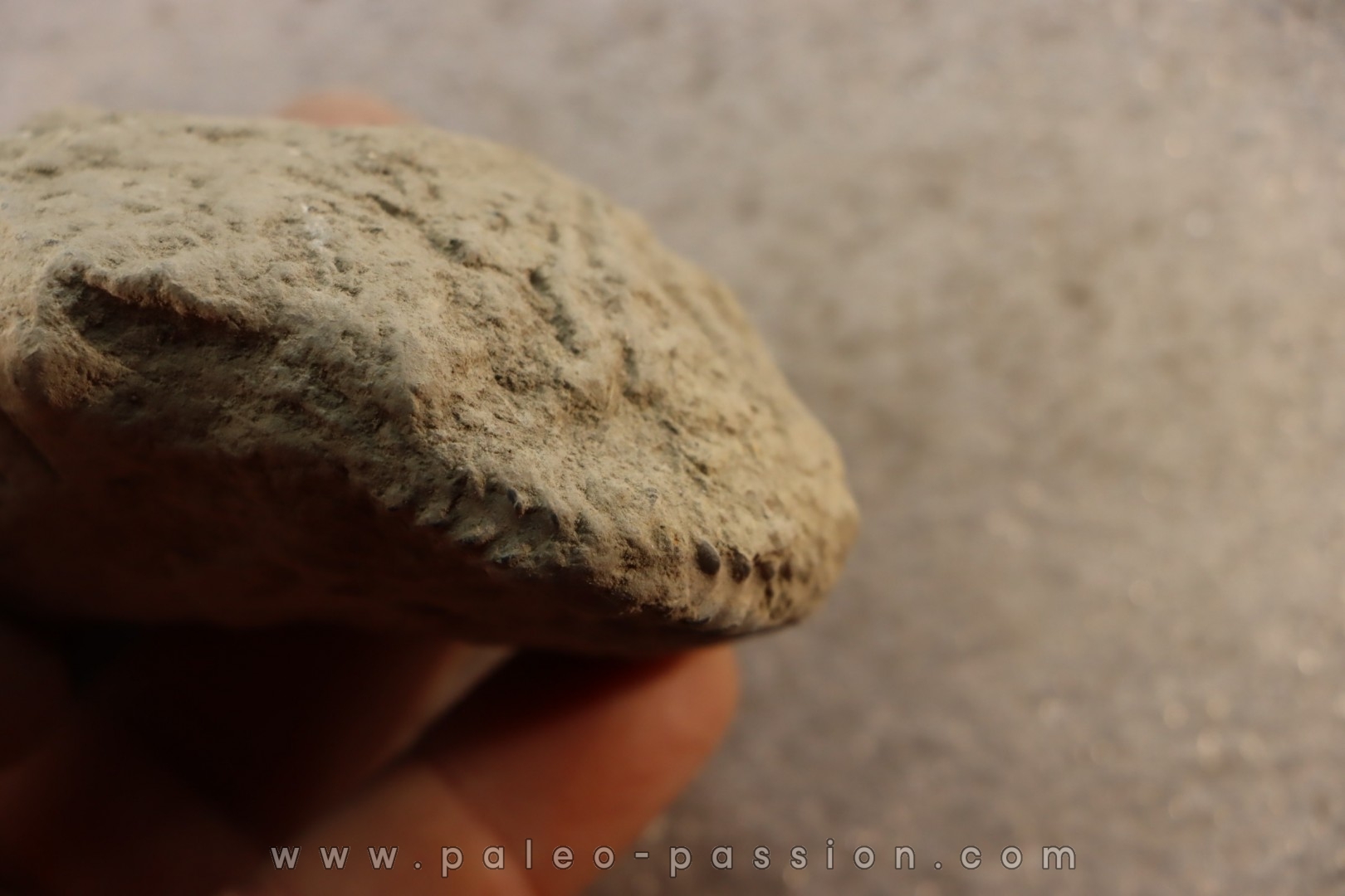 Unprepared Hoplite - - albian - old quarry Courcelles - Aube - France