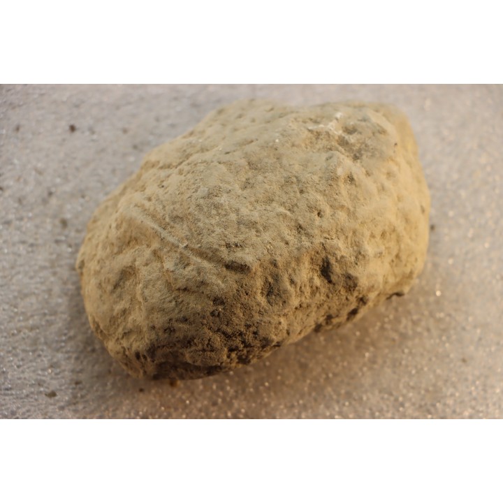 Nodule d'HOPLITE à dégager - albien moyen - ancienne carrière Courcelles - Aube - France