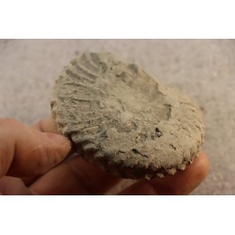 Unprepared Hoplite -  - albian - old quarry Courcelles - Aube - France