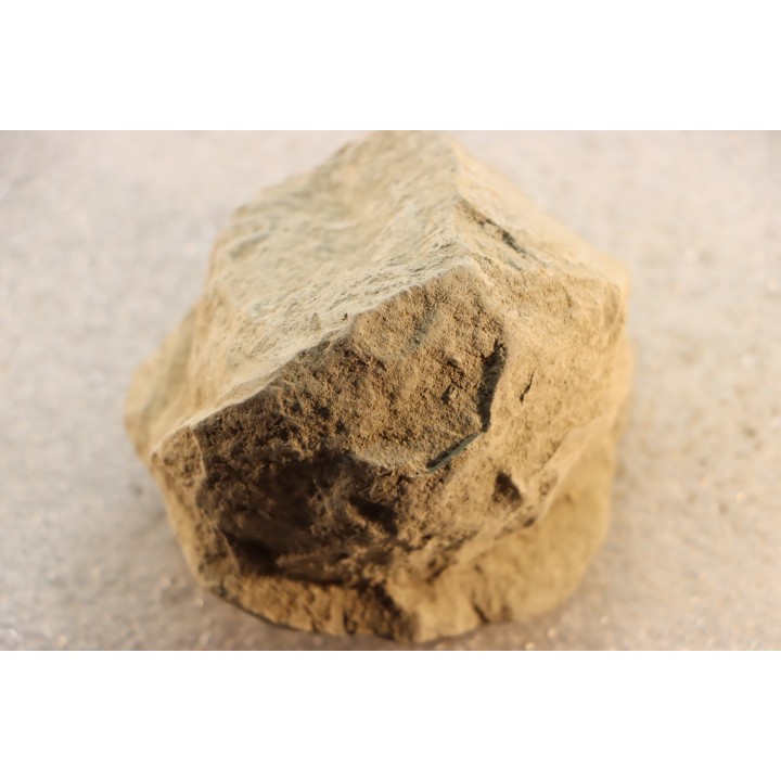 Unprepared Hoplite -  - albian - old quarry Courcelles - Aube - France