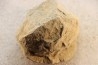 Nodule d'HOPLITE à dégager - albien moyen - ancienne carrière Courcelles - Aube - France
