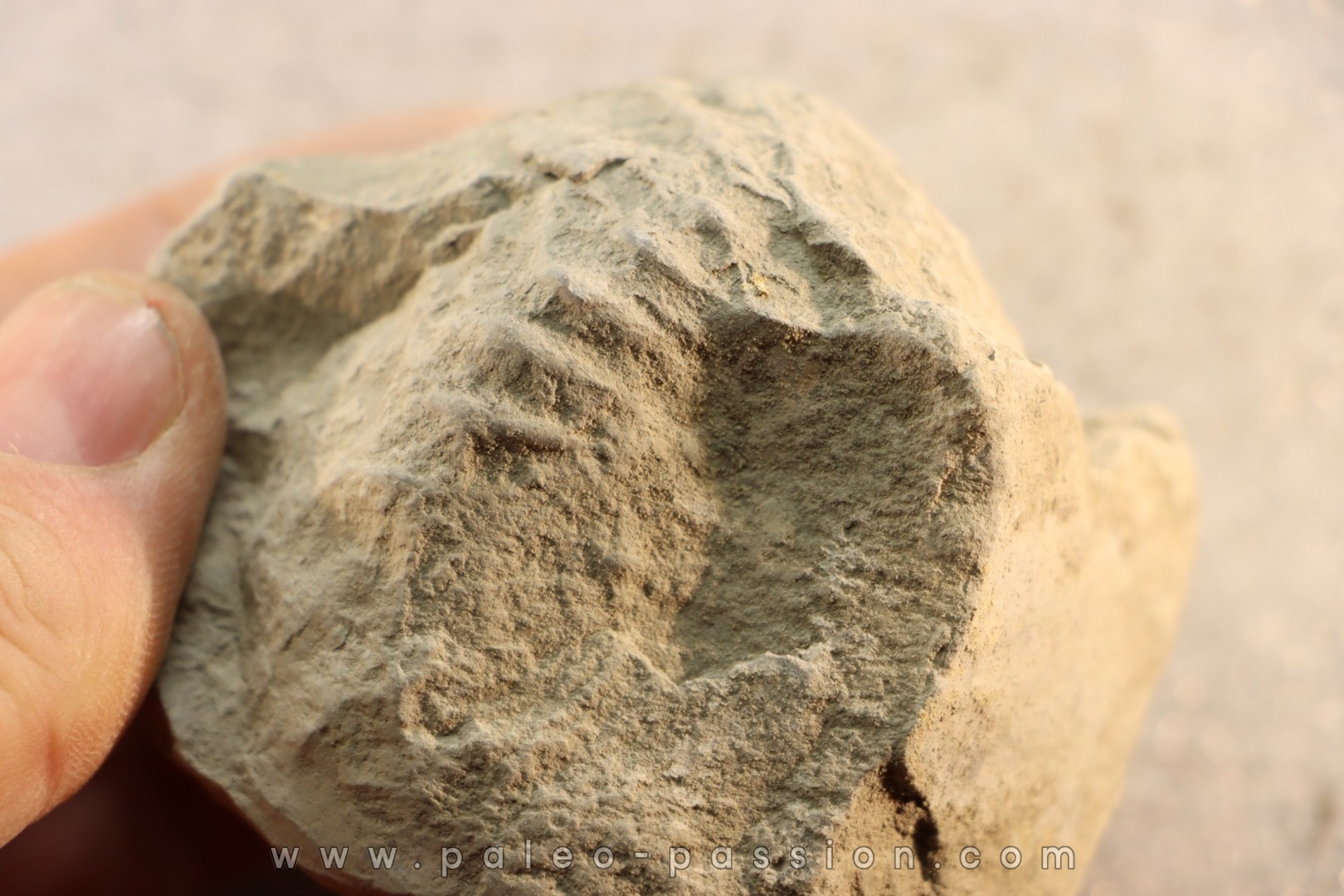 Unprepared Hoplite - - albian - old quarry Courcelles - Aube - France