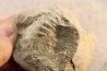 Unprepared Hoplite - - albian - old quarry Courcelles - Aube - France