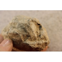 Unprepared Hoplite -  - albian - old quarry Courcelles - Aube - France