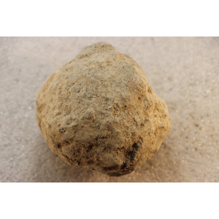 Unprepared Hoplite -  - albian - old quarry Courcelles - Aube - France