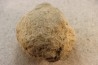 Unprepared Hoplite - - albian - old quarry Courcelles - Aube - France