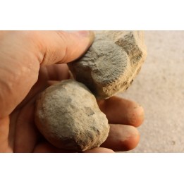 2 Unprepared Hoplite - albian - old quarry Courcelles - Aube - France