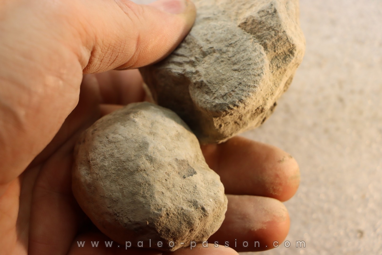 2 Unprepared Hoplite - albian - old quarry Courcelles - Aube - France