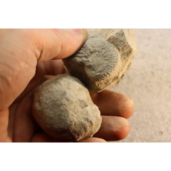 2 Nodules d'HOPLITE à dégager - albien moyen - ancienne carrière Courcelles - Aube - France