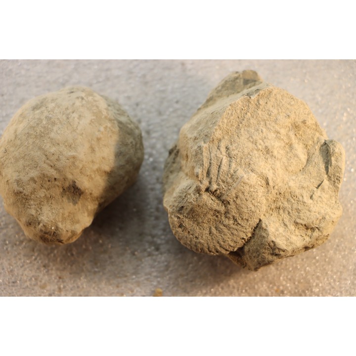 2 Nodules d'HOPLITE à dégager - albien moyen - ancienne carrière Courcelles - Aube - France